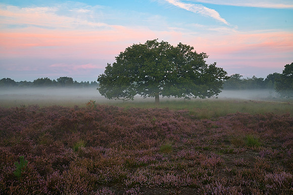 Cremers_20190825_HC09679LMR-Zenfolio Public