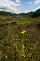 Scotland