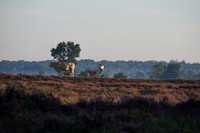 Cremers_20190825_HC09829-Zenfolio Public