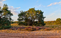 Cremers_20200821-201819_HC26889 PanoramaAFP