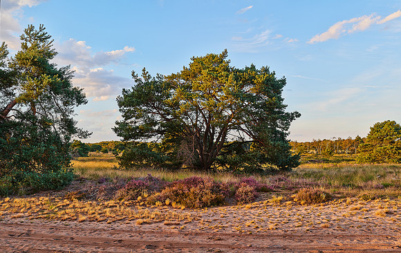 Cremers_20200821-201819_HC26889 PanoramaAFP