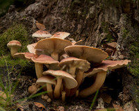 2020-10-18 16-17-35 (A,Radius8,Smoothing8)AFP