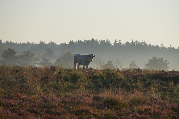 Cremers_20190825_HC09801-Zenfolio Public